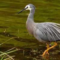 The white-faced heron - Egretta novaehollandiae