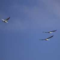 Three Cranes flying in the sky