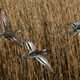 Three Ducks flying in the reeds