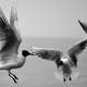 Three Seagulls in flight