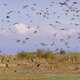 Tons of Waterfowl in the sky in Montana