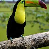 Toucan