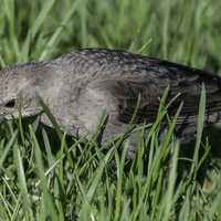 Townsend's Solitaire in the grass