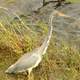 Tri-colored Heron