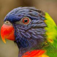 Tropical Lori Bird colorful