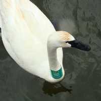 Trumpeter swan with tag