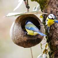 Two Blue Tits at the nest