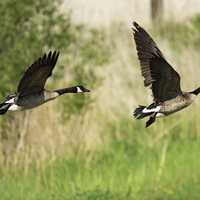 Two Canadian Geese Taking Off