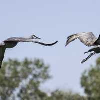 Two Cranes taking flight
