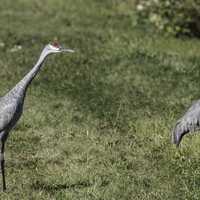 Two Cranes walking on the Trail