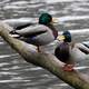Two ducks standing on a log in the pond