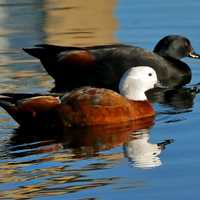 Two Ducks swimming in the water