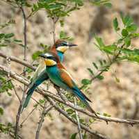 Two European Bee-Eaters standing on a branch - Merops apiaster