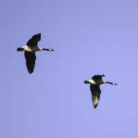 Two Geese in flight