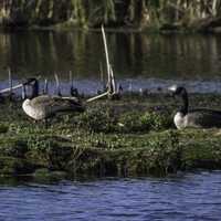 Two Geese on the Island