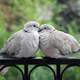 Two Pigeons together