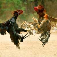 Two Roosters fighting