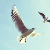 Two seagulls flying in the air
