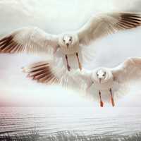 Two Seagulls flying