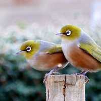 Two Waxeyes standing on a wood pole