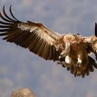 Vulture in flight