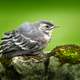 Wagtail perched on mossy rock