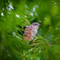 White-Browed Coucal in the tree - Centropus superciliosus