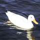 White Duck in the Water