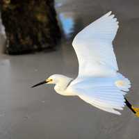 White Egret in flight