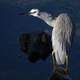 White Faced Heron - Ardea novaehollandiae