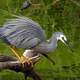 White Faced Heron on a fallen tree 