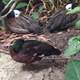 White Faced Whistling Duck