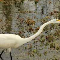 Great Egret