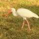 White Ibis