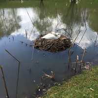 White Swan in a nest