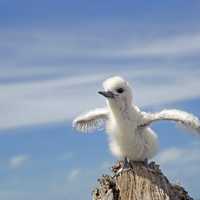 White Tern Chick trying to fly