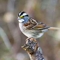 White Throated Sparrow