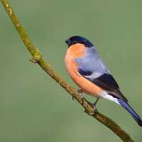 Wild Bullfinch on stem