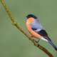 Wild Bullfinch on stem