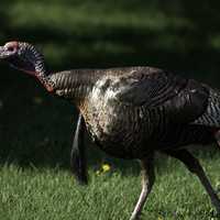 Wild Turkey walking