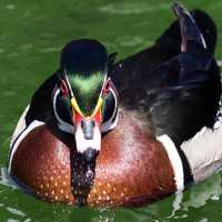 Wood duck in the water