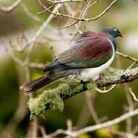 Wood Pigeon on Branch