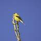 Yellow Finch on branch