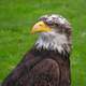 Young Bald Eagle