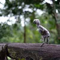 Young Bird standing on log