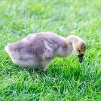 Young duck feeding with grass