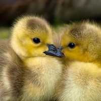 Young yellow goslings