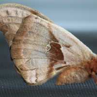 Polyphemus moth