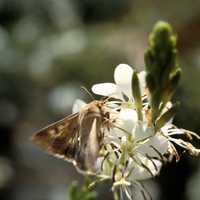 Adult corn earworm - Helicoverpa zea