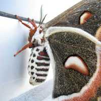 Adult Female Cecropia Moth Macro - Hyalophora cecropia